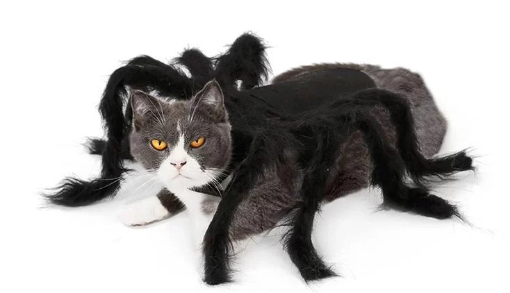 Cat Halloween costumes 