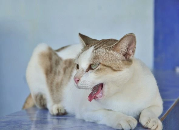 Cat coughing