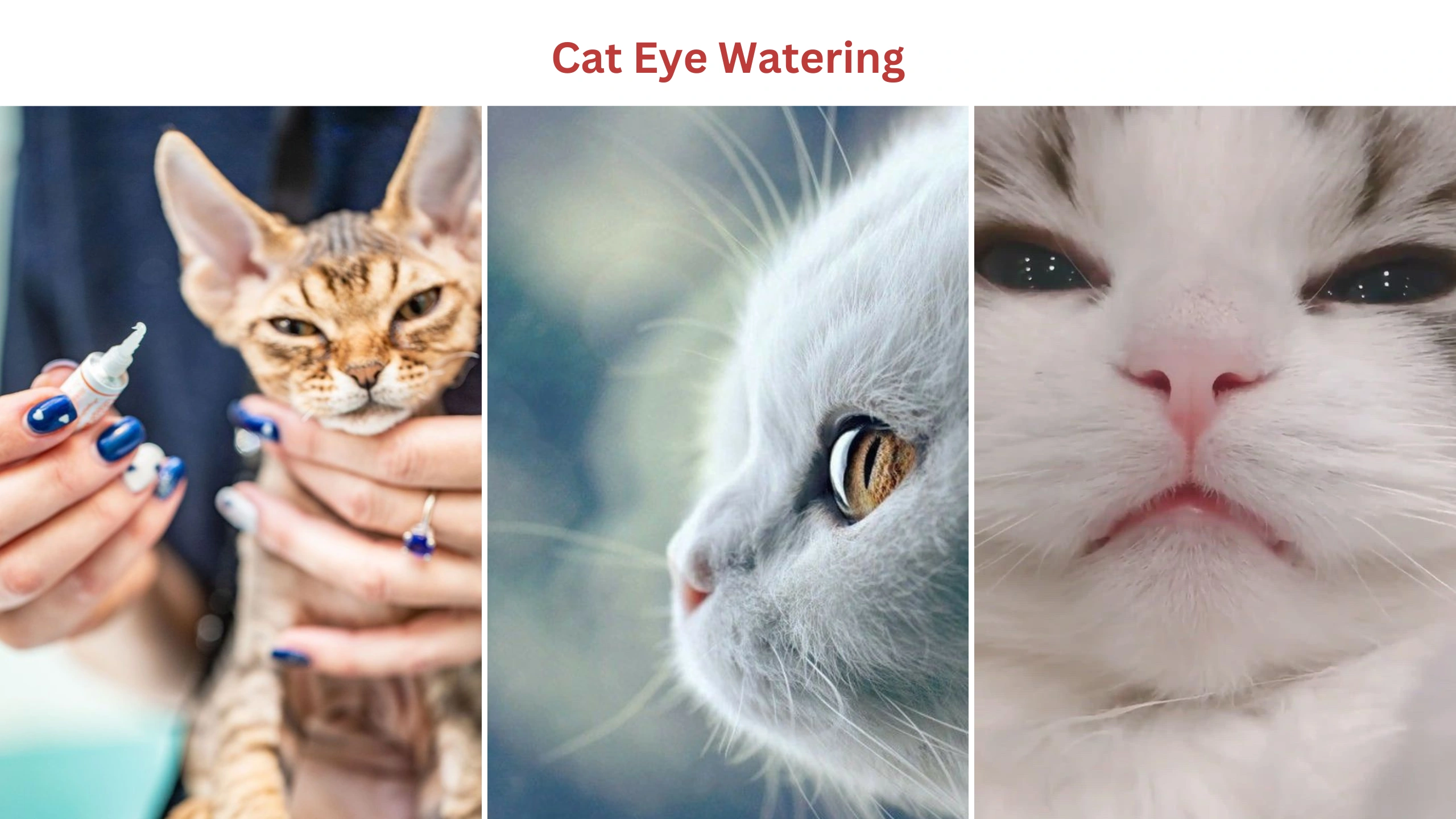 Cat eye watering