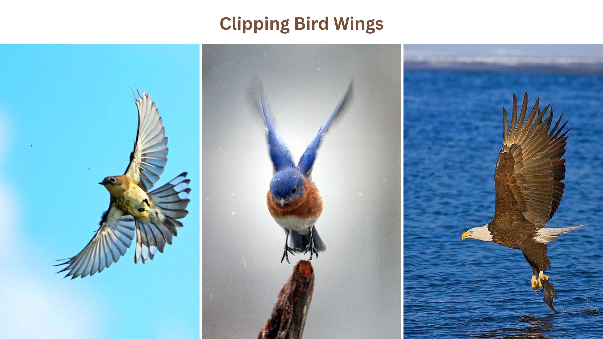 Clipping bird wings