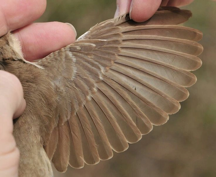 Clipping bird wings