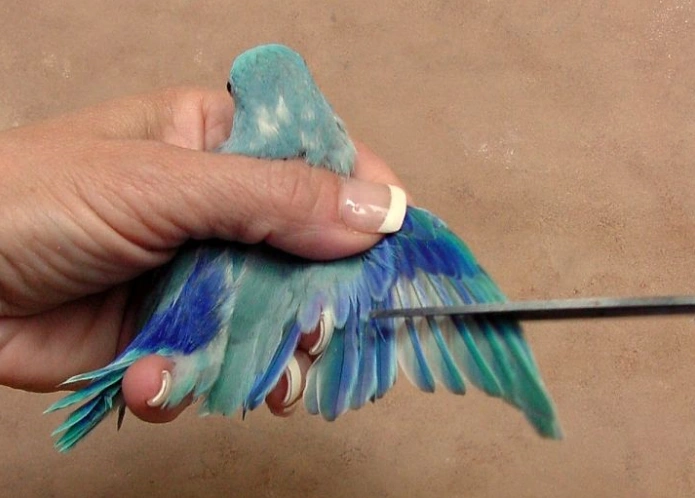 Clipping bird wings 
