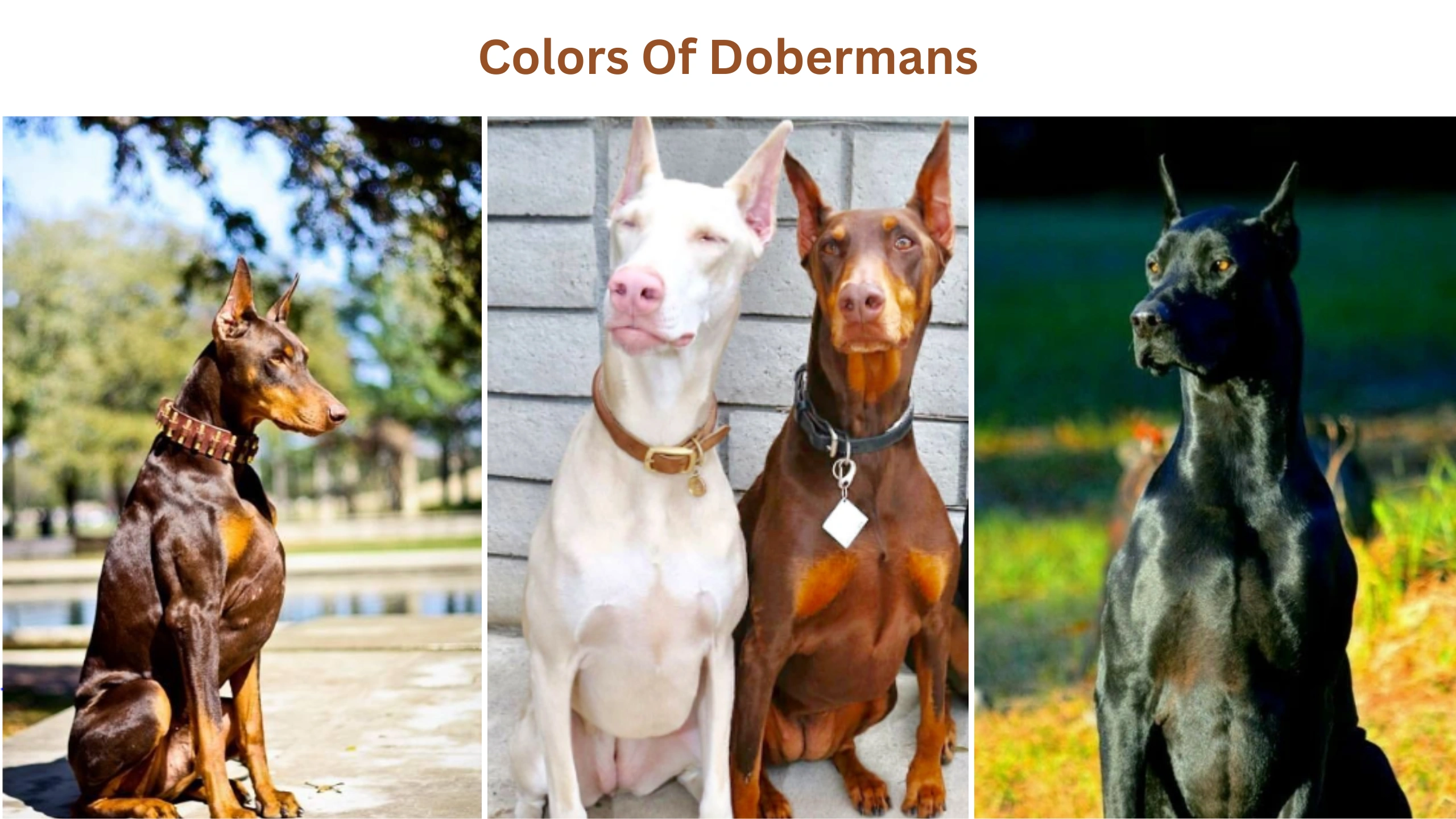 Colors of Dobermans