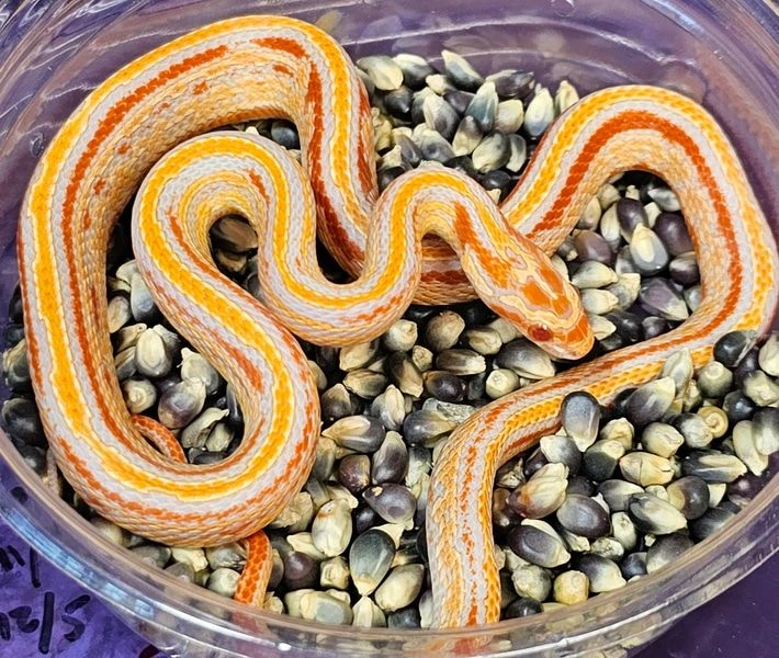 Corn snake pets