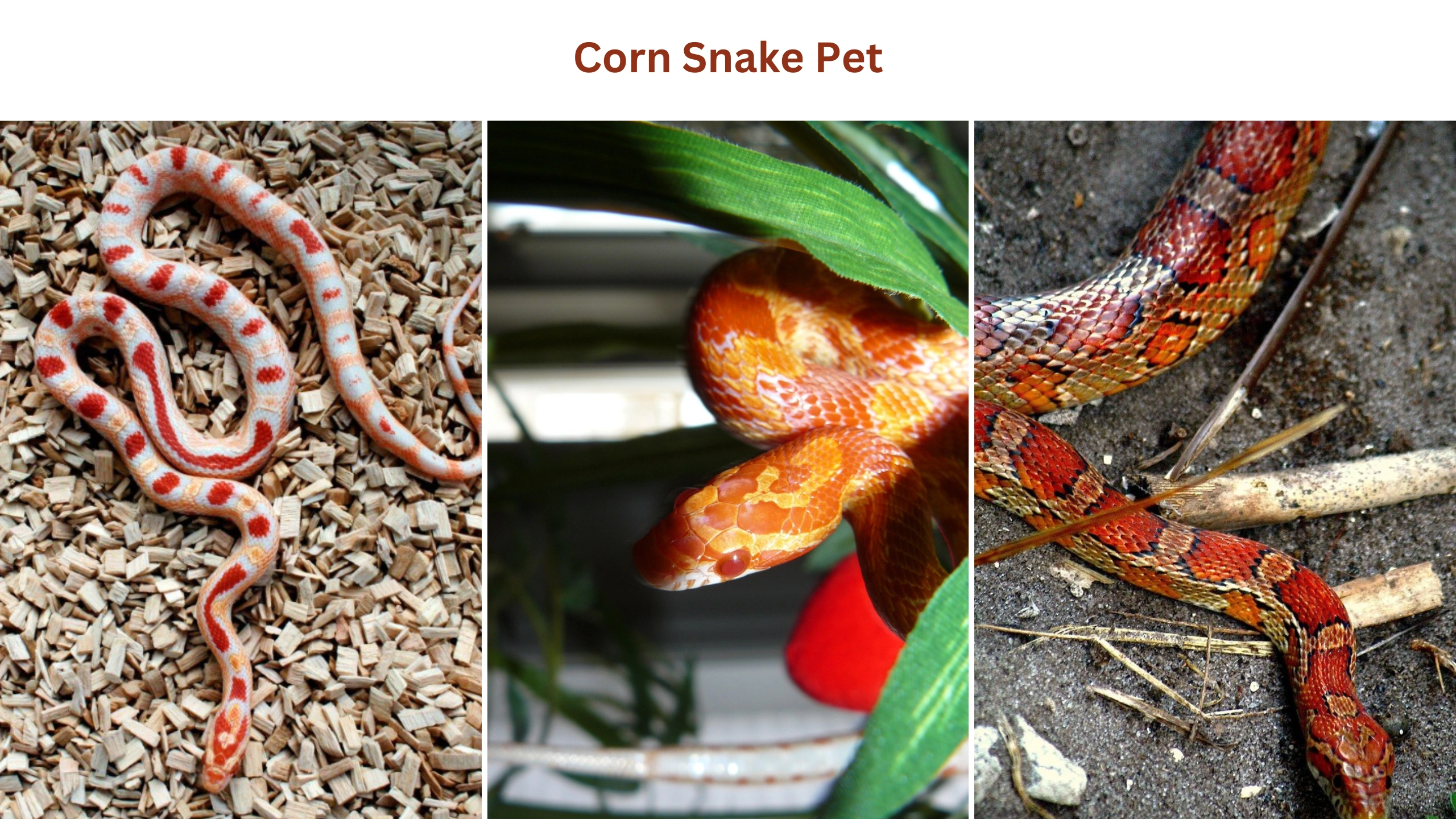 Corn snake pet