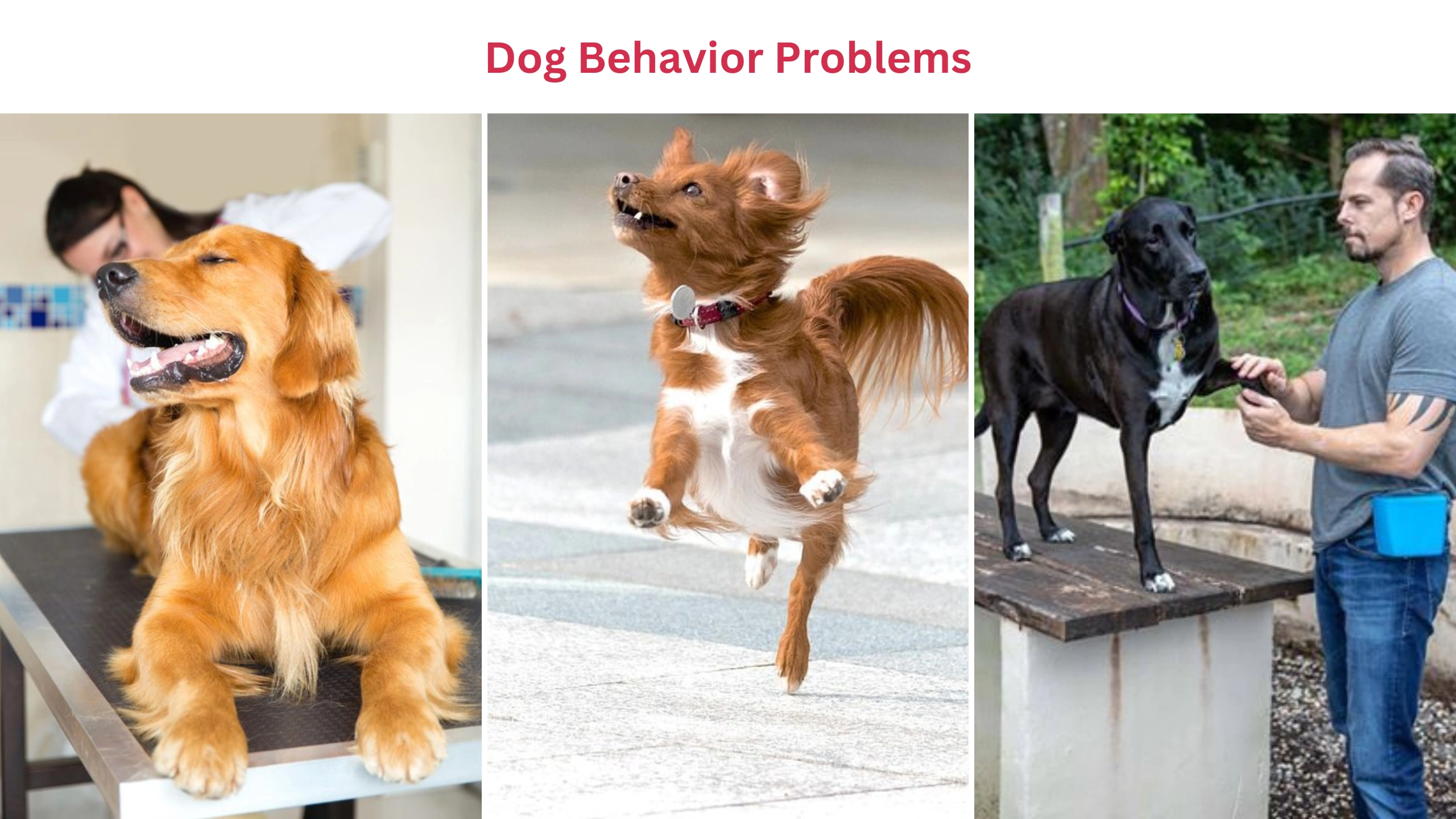 Dog behavior problems