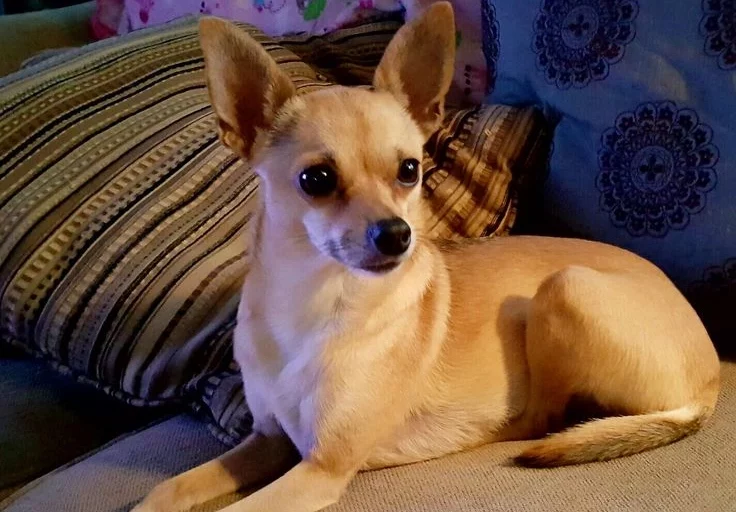 Deer Head Chihuahua