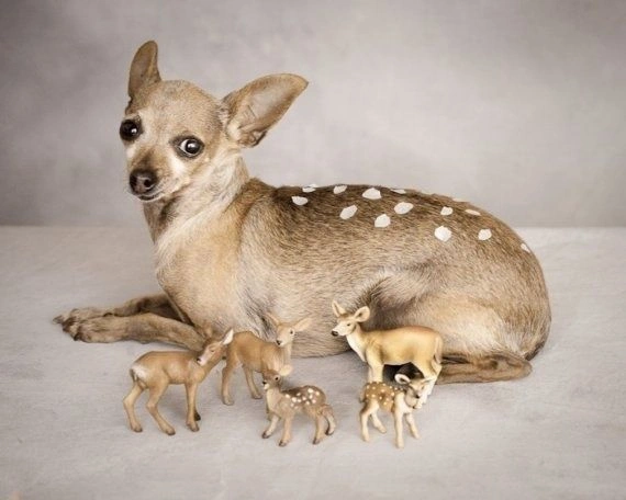 Deer Head Chihuahua