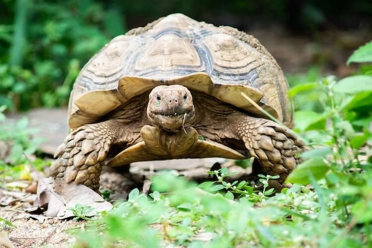 Differences between turtle and tortoise 