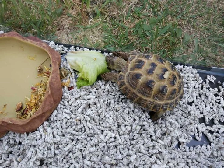 Differences between turtle and tortoise
