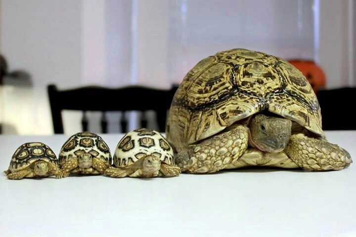 Differences between turtle and tortoise 