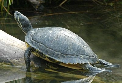 Differences between turtle and tortoise