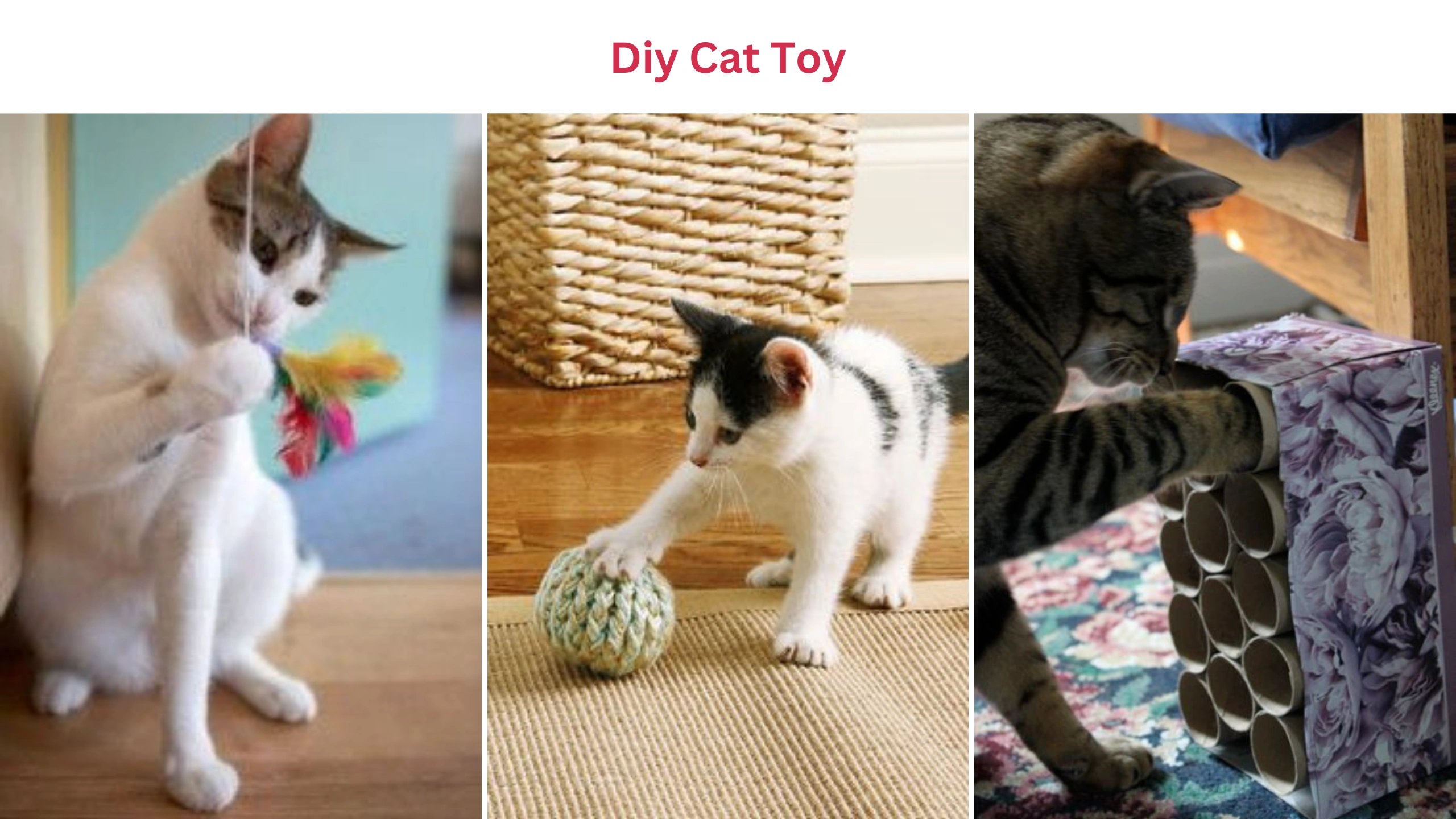 Diy cat toy