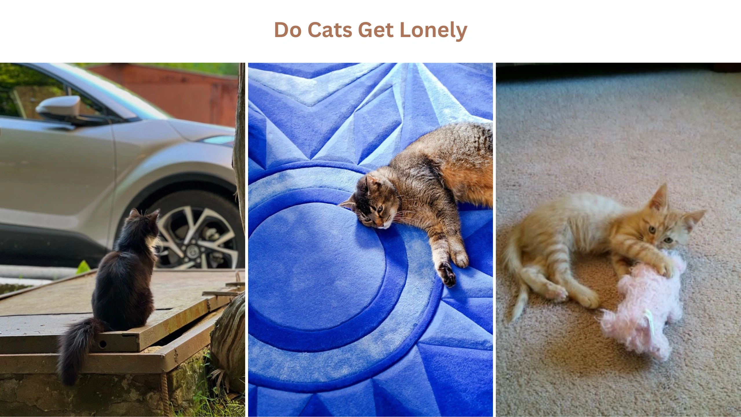 Do cats get lonely