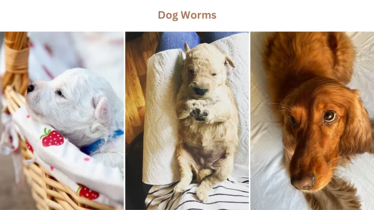 Dog worms