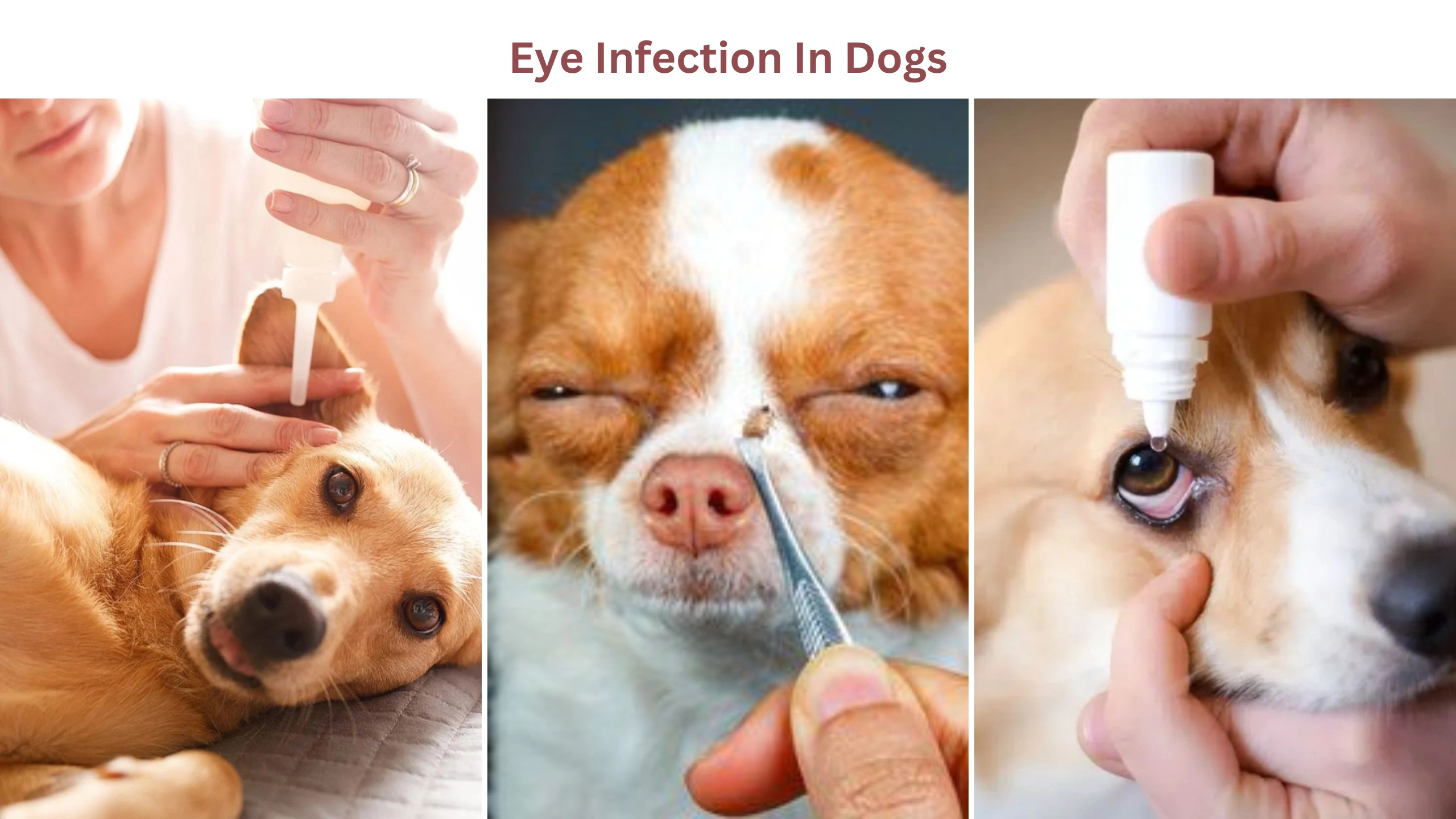 Eye infection in dogs