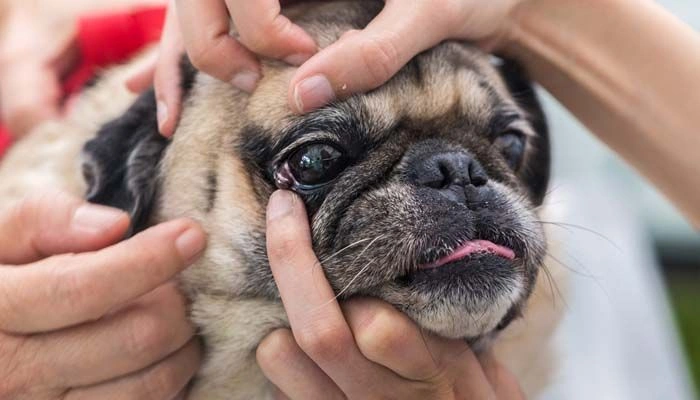 Eye infection in dogs 