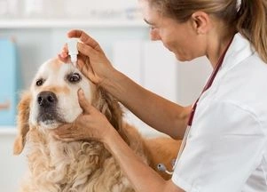 Eye infection in dogs