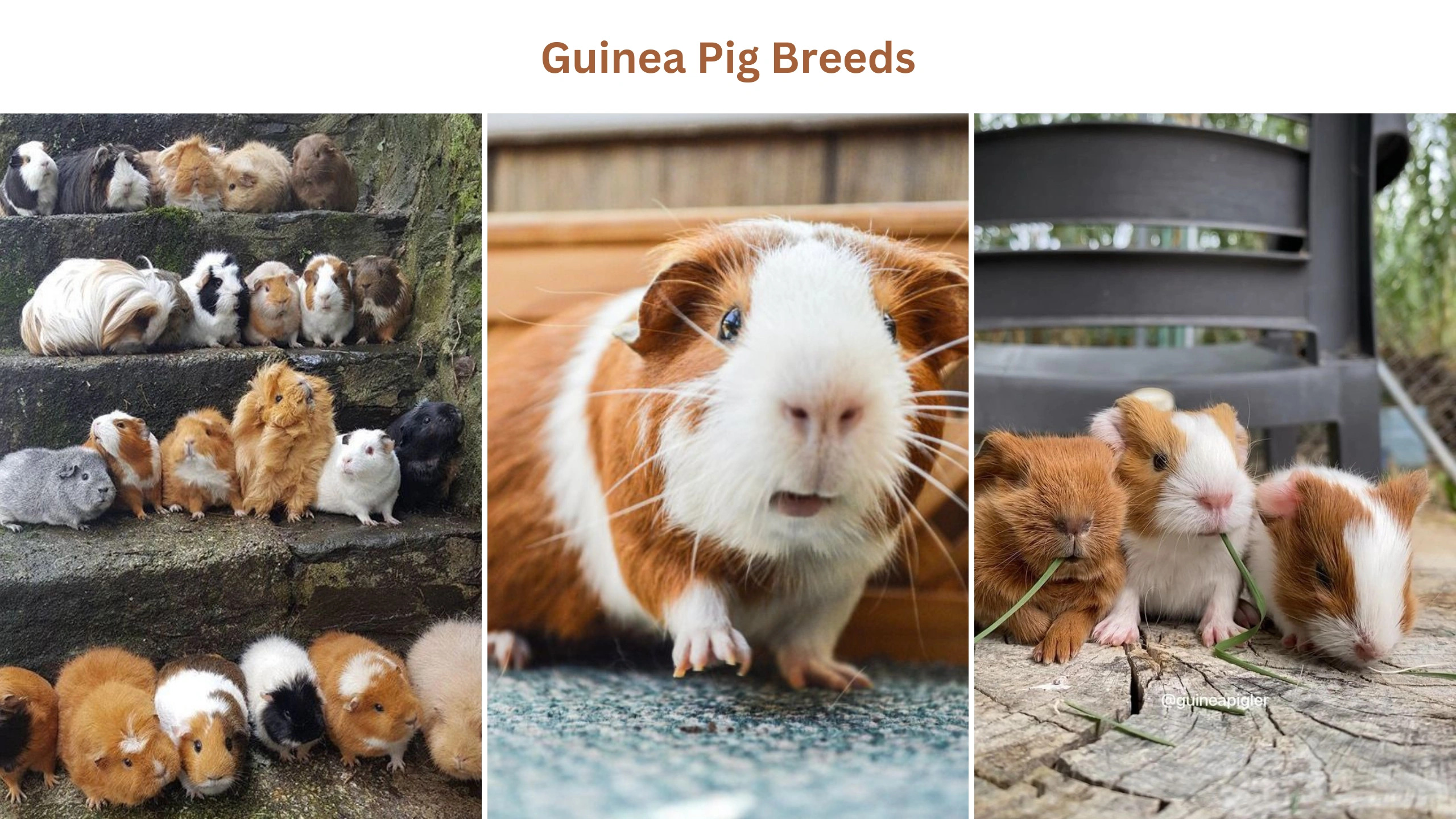 Guinea pig breeds