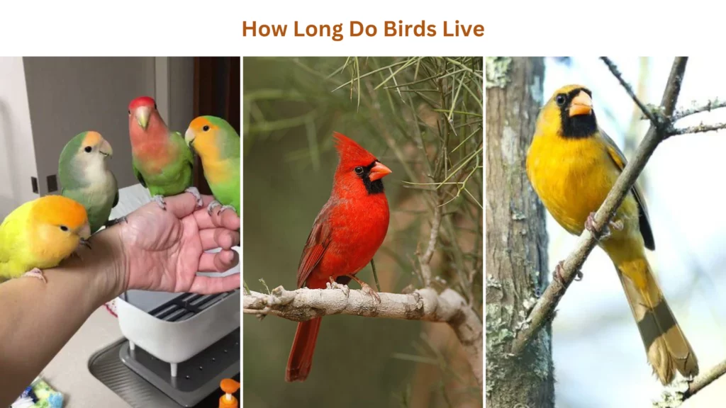 How long do birds live