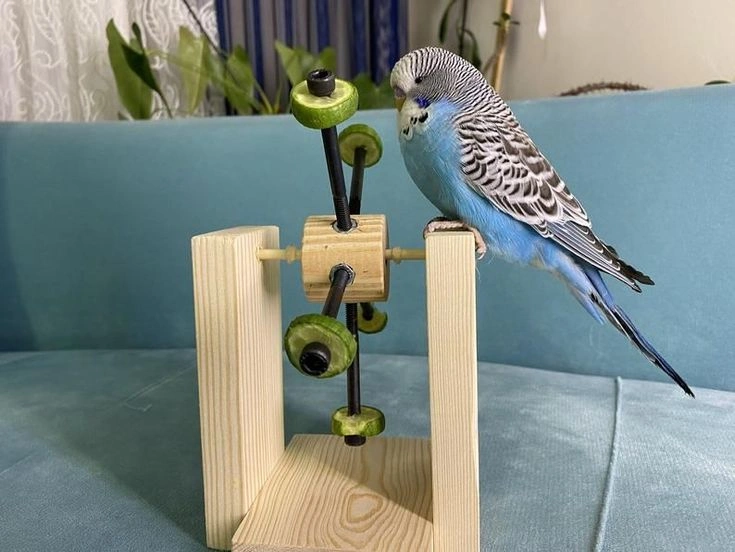 How long do parakeets live? Parakeets, or budgies, can live anywhere from 5 to 29 years, depending on factors like care,