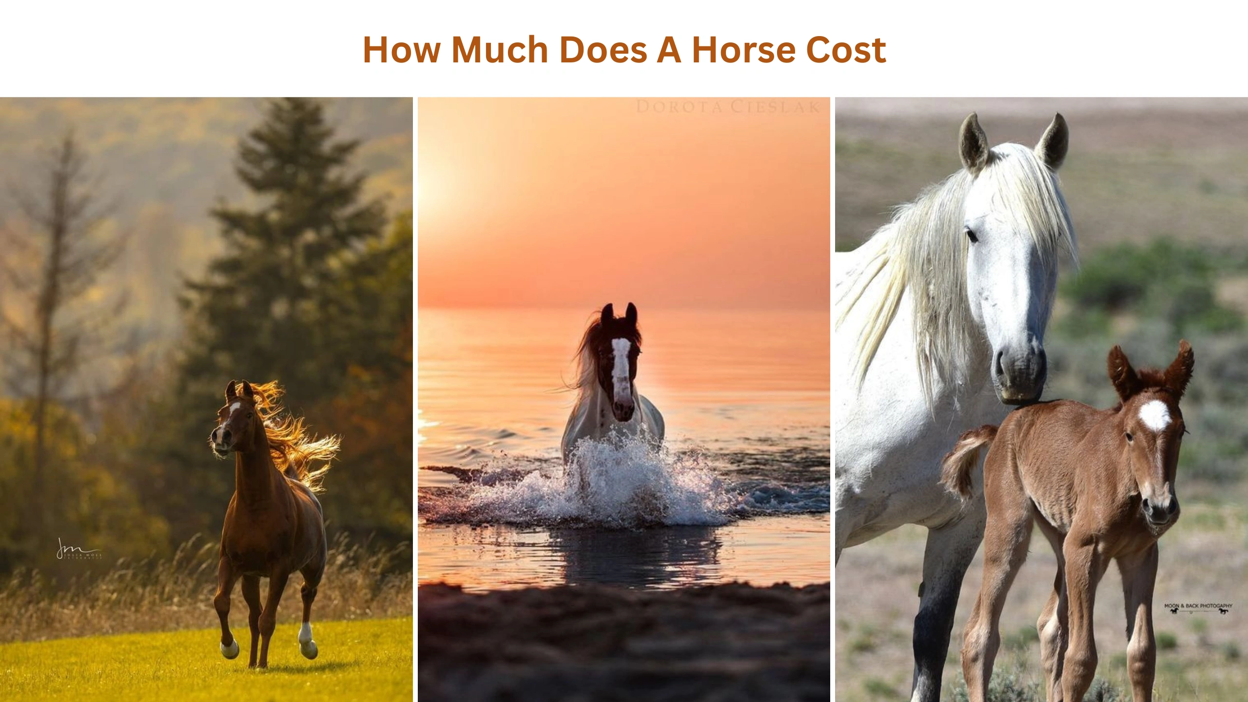 How much does a horse cost