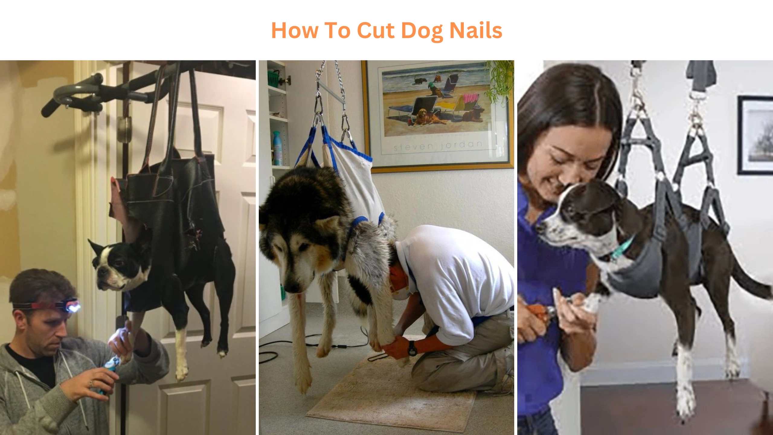 How to cut dog nails