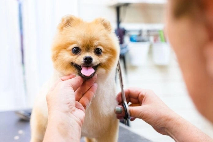 How to groom a dog at home