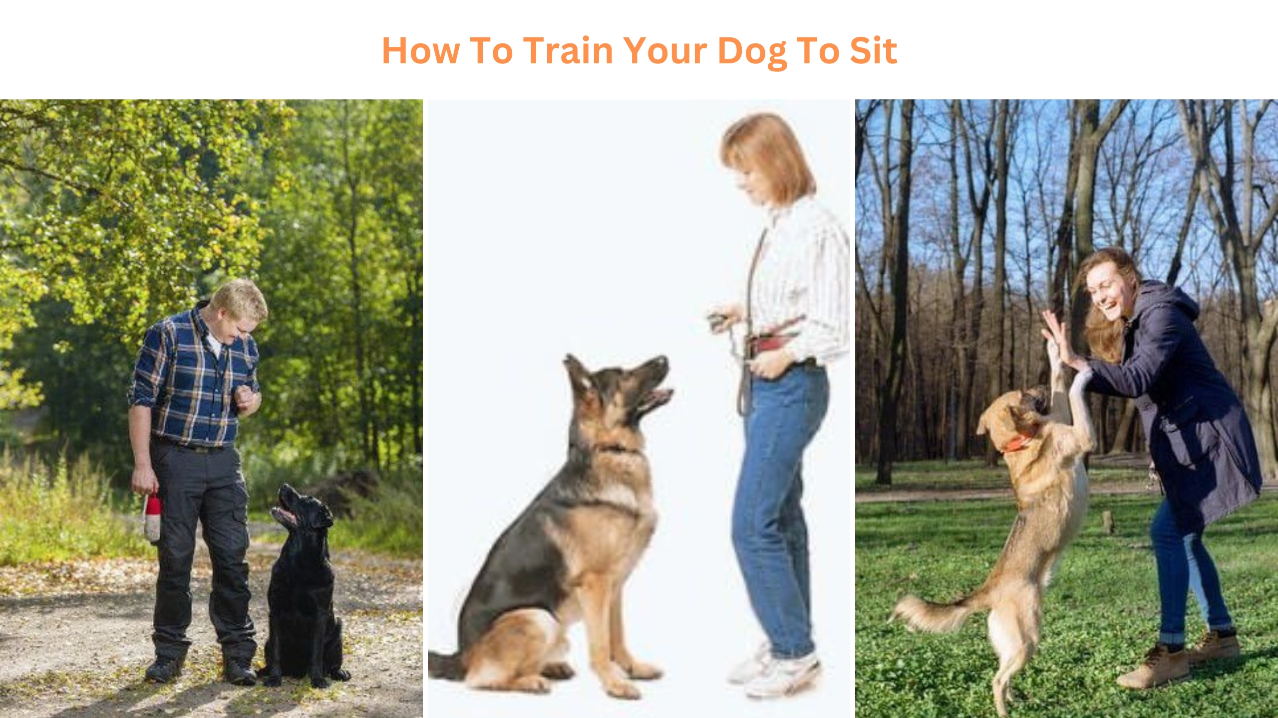 How to train your dog to sit