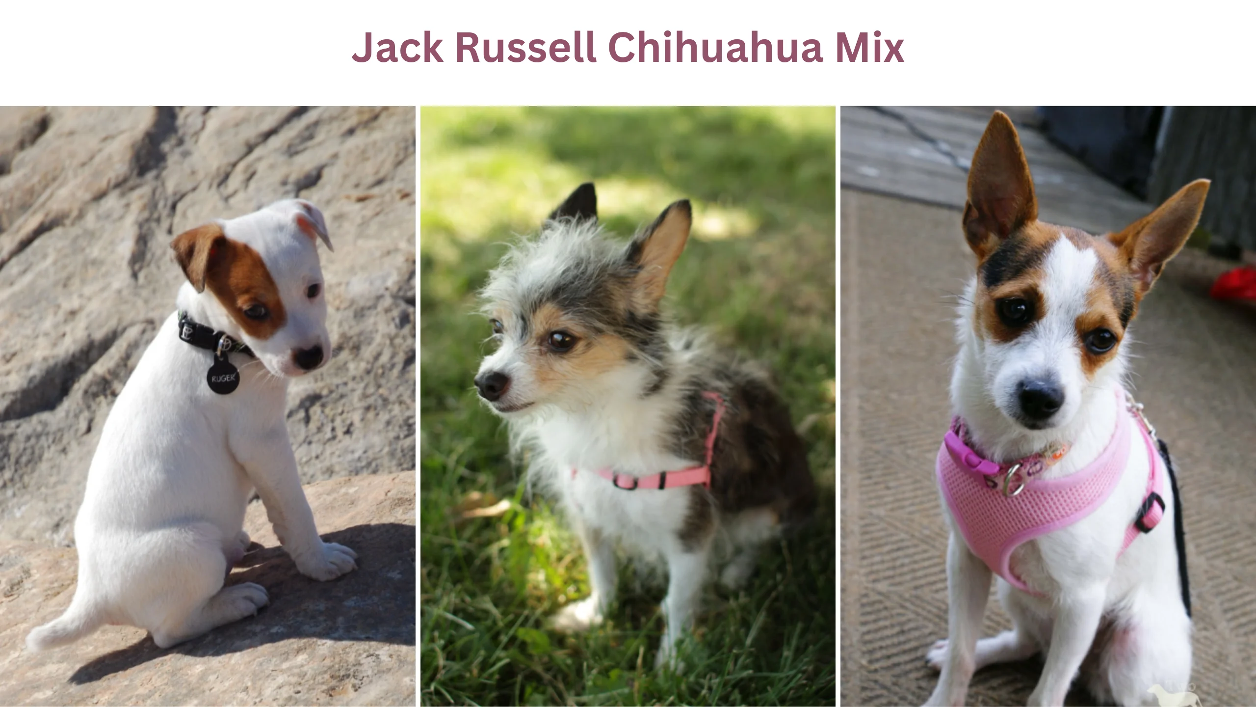Jack Russell chihuahua mix