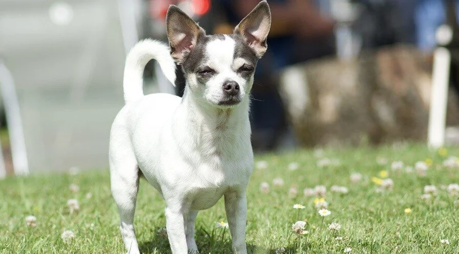 Jack Russell chihuahua mix 