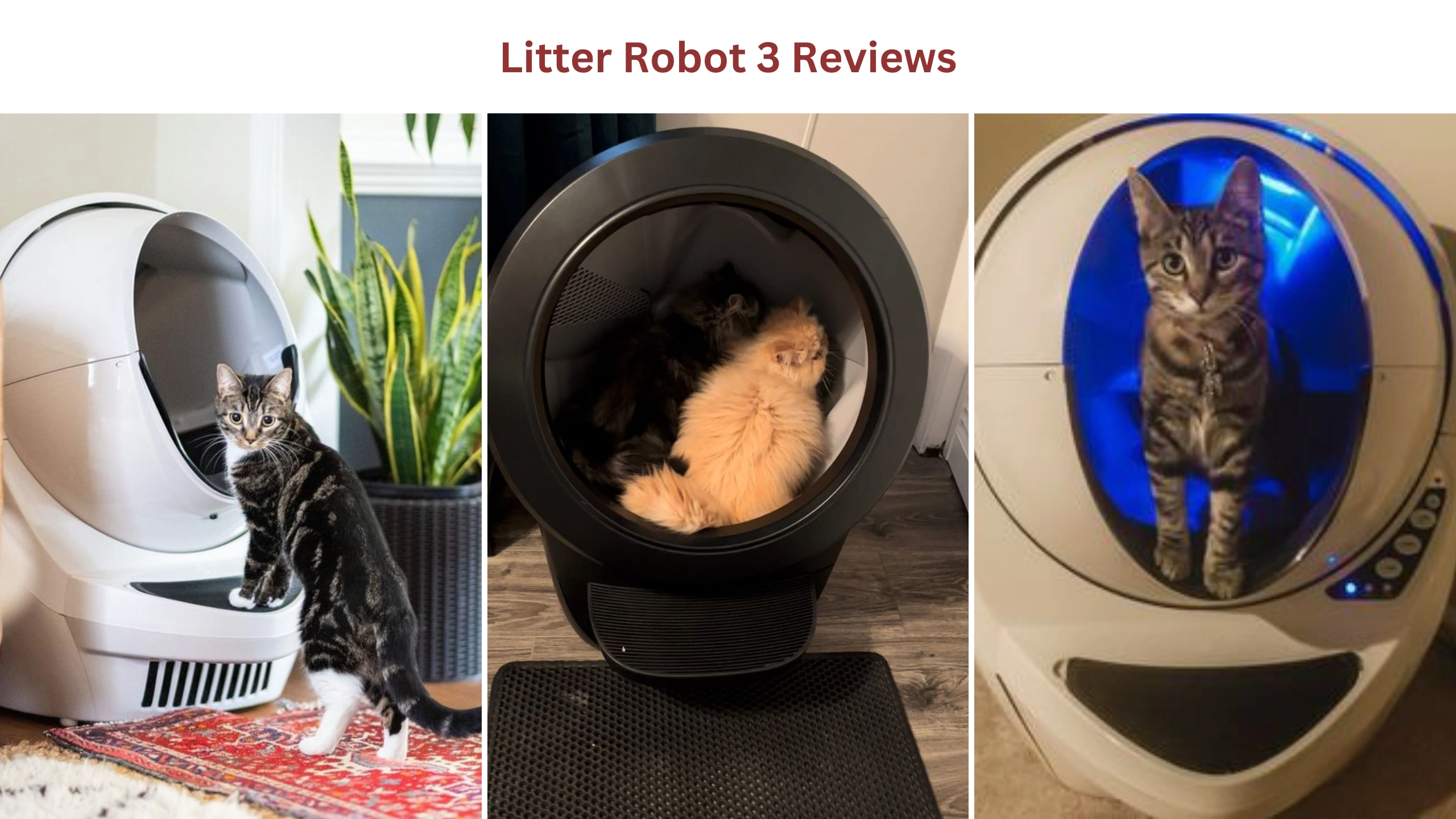 Litter robot 3 reviews