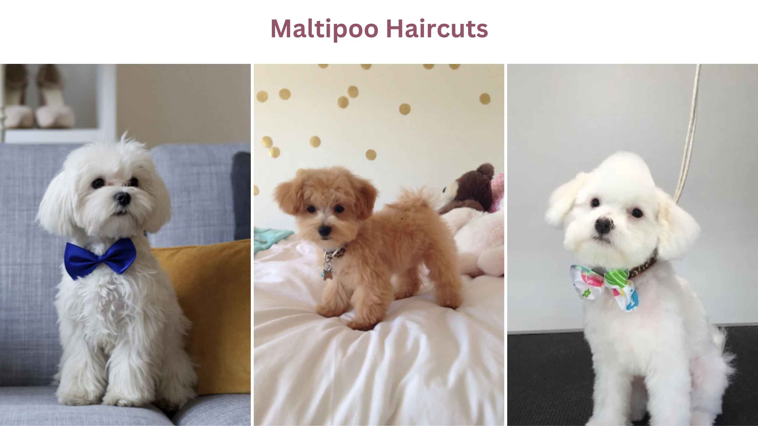 Maltipoo haircuts