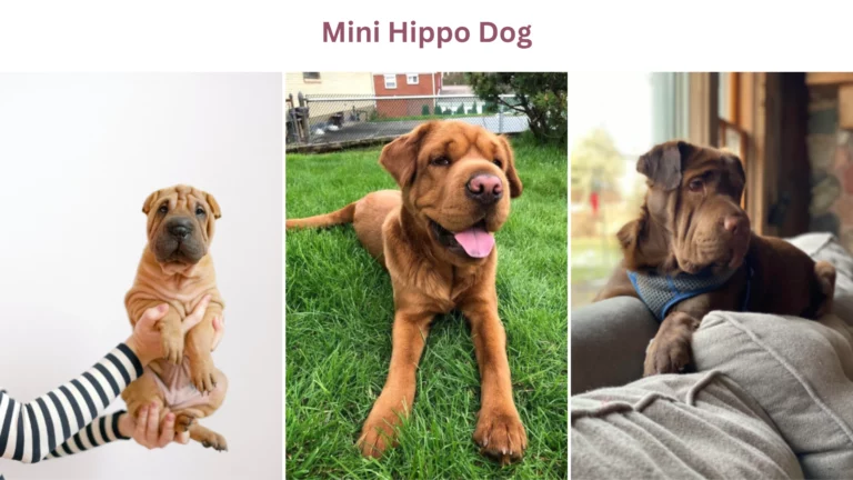 Mini Hippo Dog