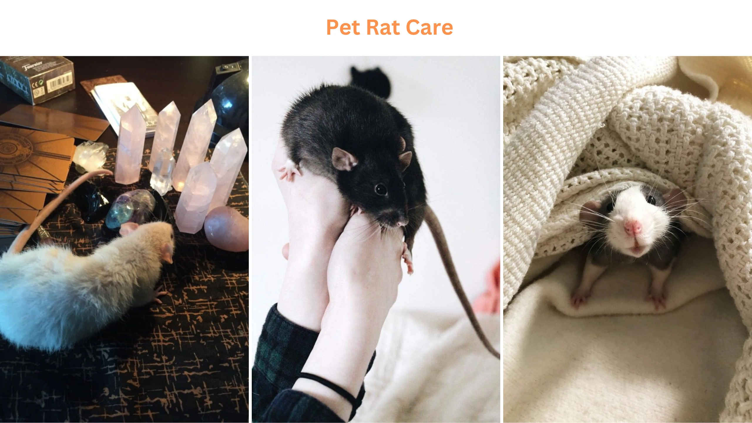 Pet rat care
