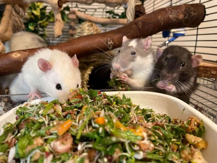 Pet rat care 