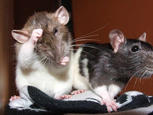 Pet rat care