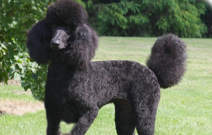 Poodle Haircut