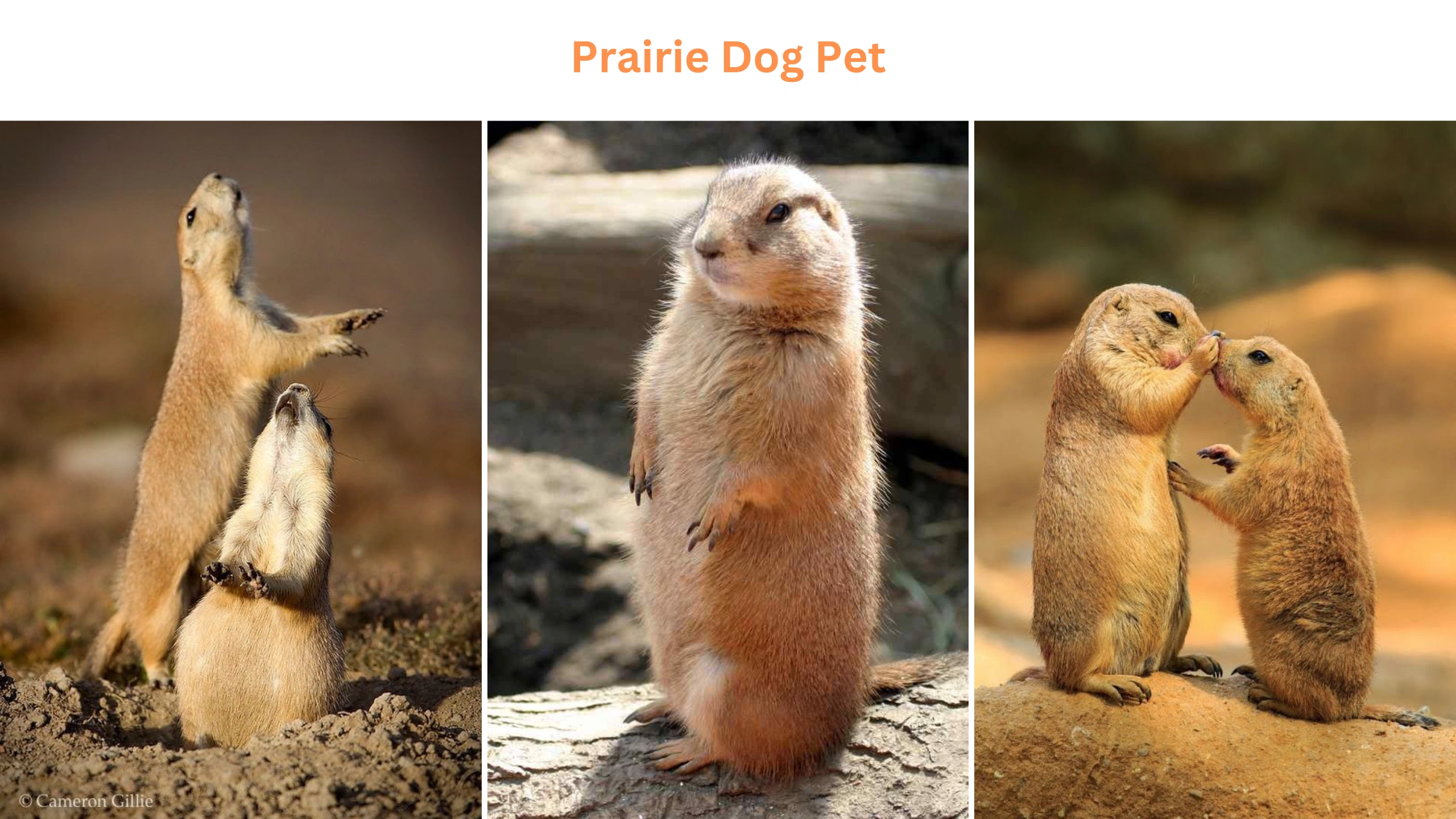Prairie dog pet