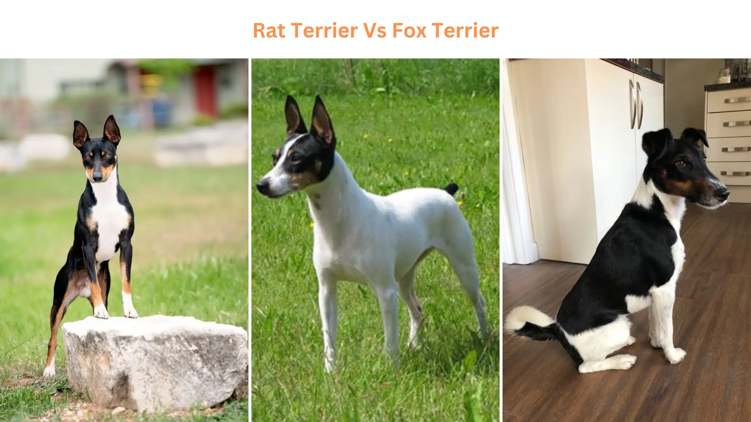 Rat Terrier vs Fox Terrier