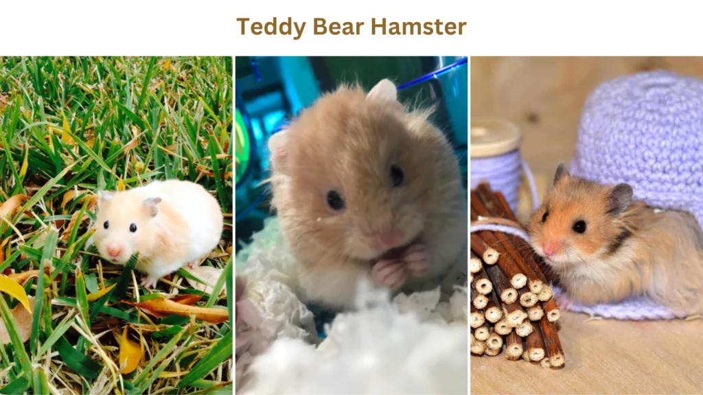 Cuddly World of Teddy Bear Hamsters: Your Complete Guide