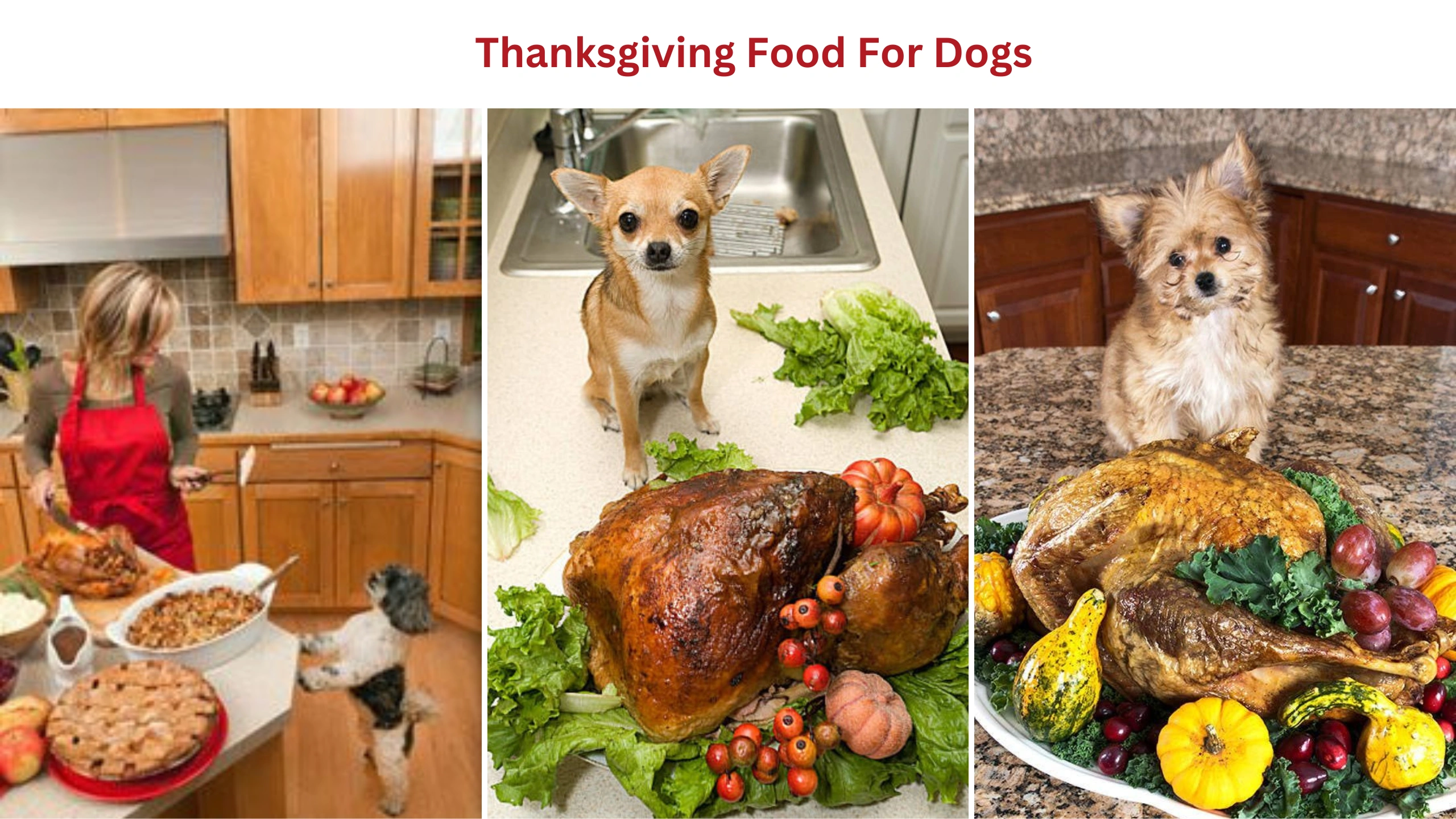 Thanksgiving food for dogs