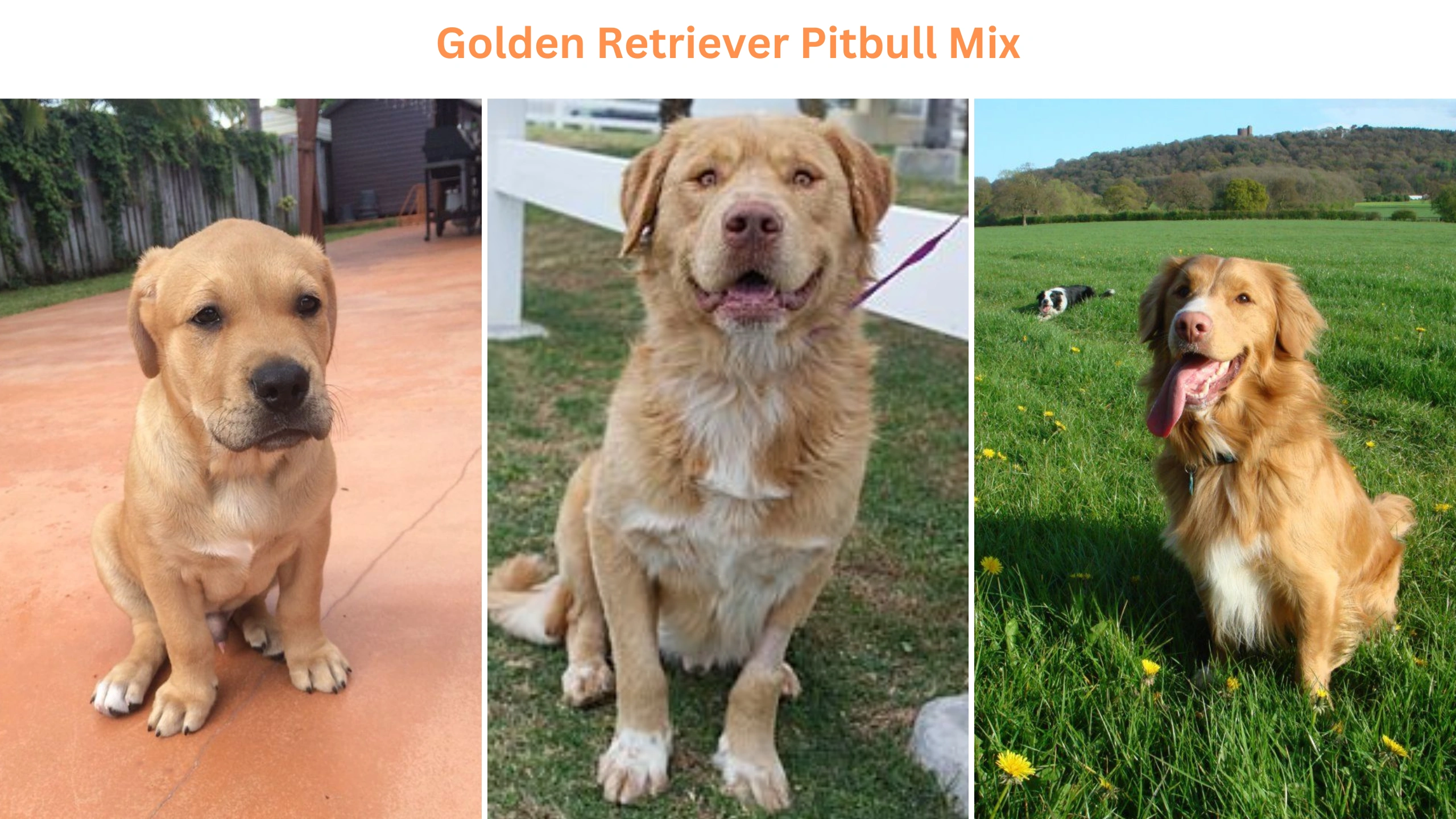 The Golden Retriever Pitbull Mix