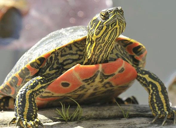 Types of pet turtles 