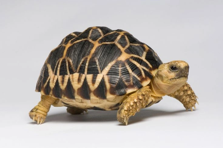 Types of pet turtles
