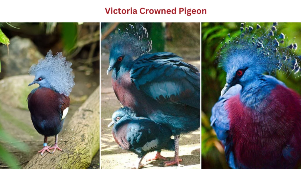 Victoria crowned pigeon- Facts, Habitat, and Diet etc