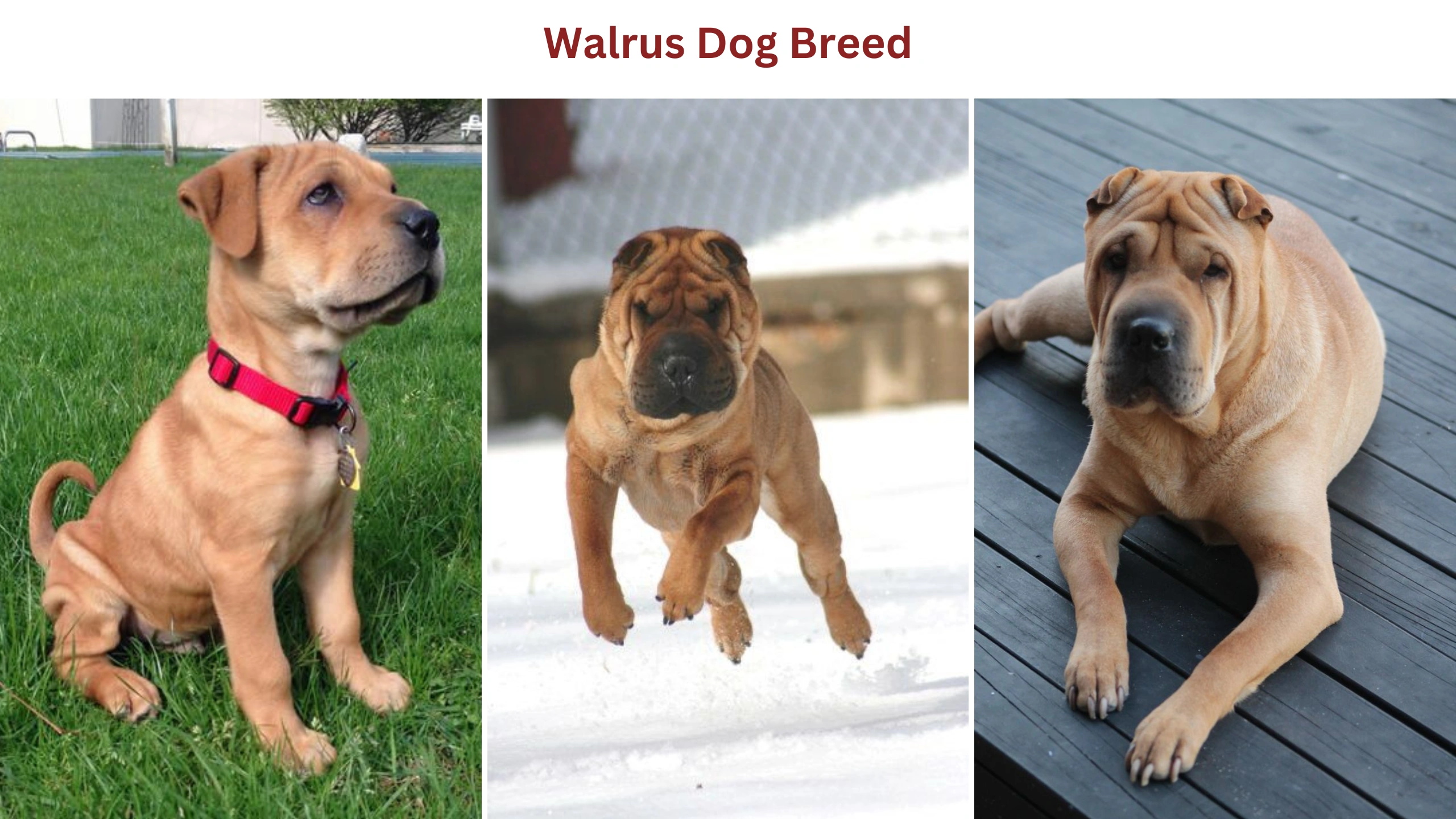 Walrus Dog Breed