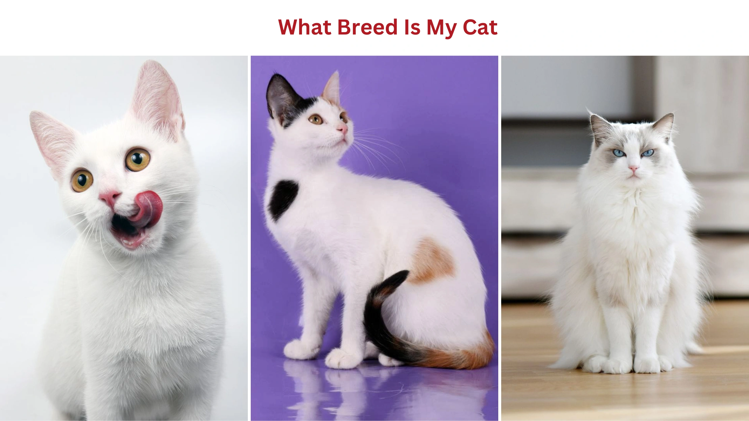 What breed is my cat