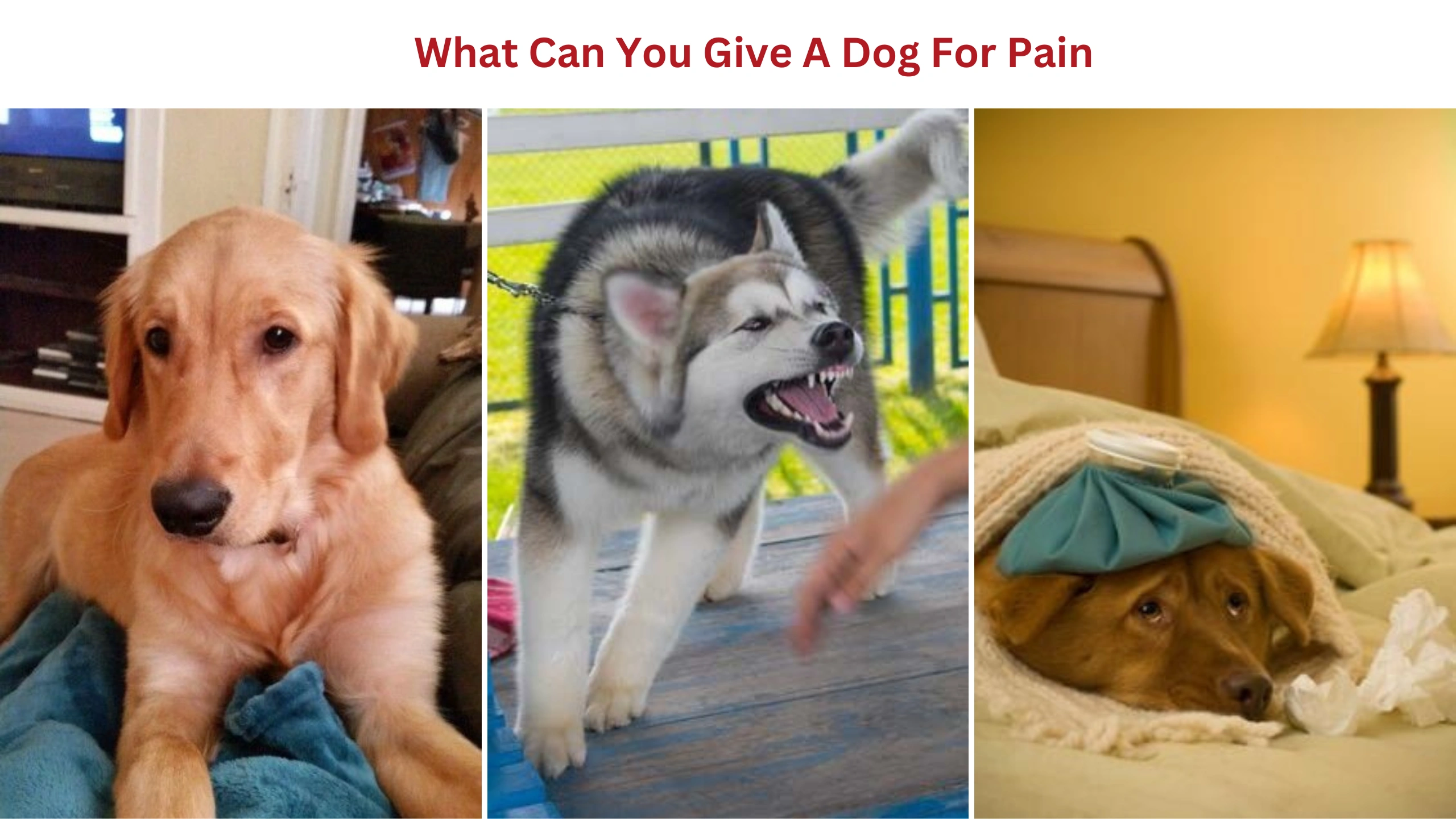 What can you give a dog for pain