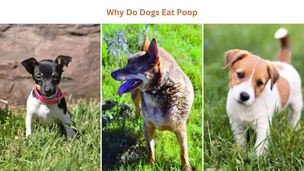 Why do dogs eat poop